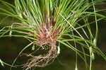 Longstalk sedge